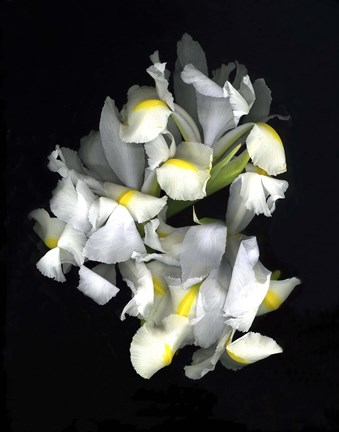 Framed White Iris Print