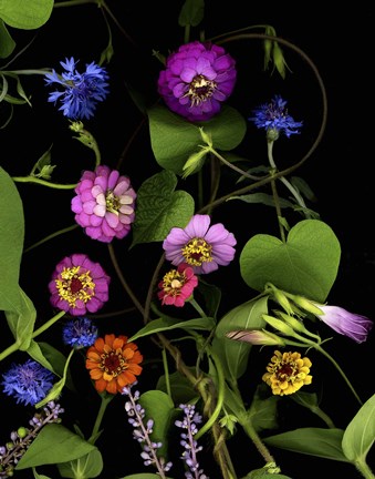 Framed Summer '06 Zinnia Print