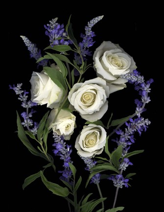 Framed White Rose &amp; Salvia Print
