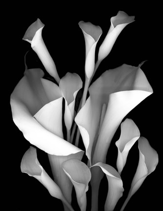 Framed White Calla 2 Print