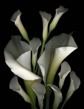 Framed White &amp; Crystal Blue Callas 2 Print
