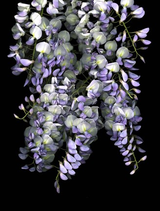 Framed Wisteria Print