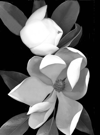 Framed White Magnolia 1 Print