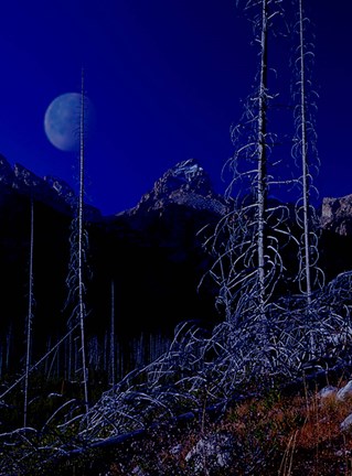 Framed Teton J Print