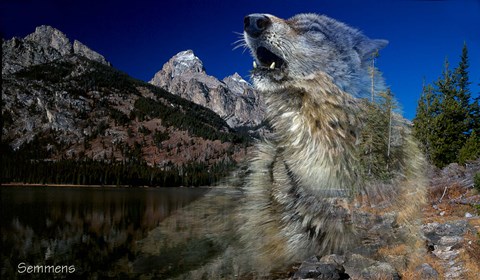 Framed Morning Echo Print