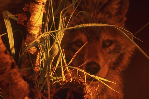 Framed First Light Print