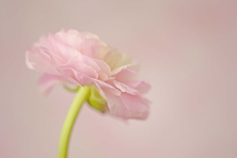 Framed Delicate Pink II Print