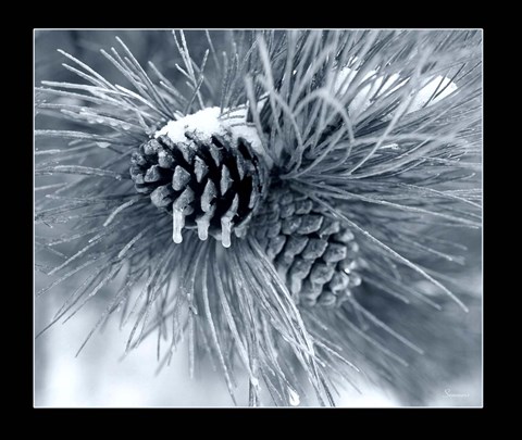 Framed Ice Pine Cone 3 Print