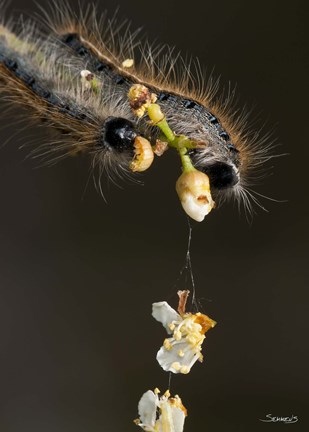 Framed Catepillar On White Flower Buds Print