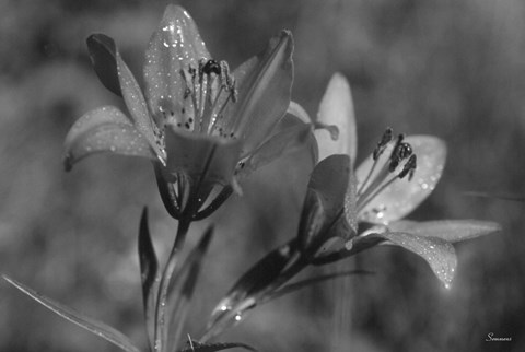 Framed Wildflowers 3 Print