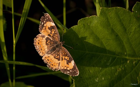 Framed Orange And Brown Butterfly On Leaf Print