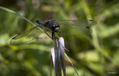 Framed Dragonfly Perched On Blade Print