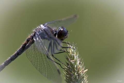 Framed Dragonfly Landing On Flower Print