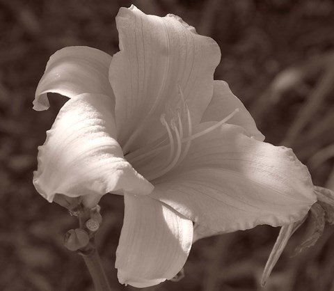 Framed Sepia Flower 1 Print
