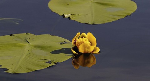 Framed Shades Of Nature Yellow Flower And Print