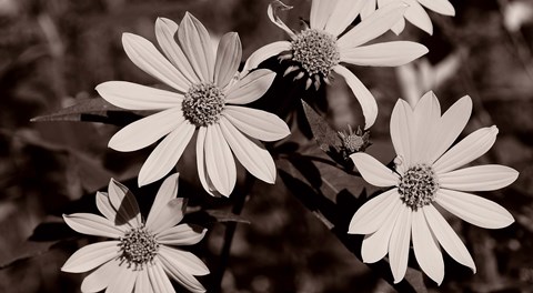 Framed Buffalo River Flowers III Print