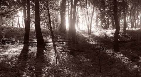 Framed Woods And Sunlight I Print