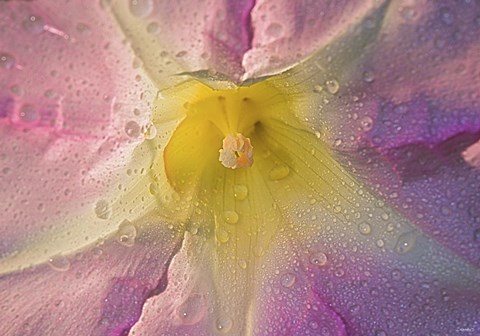 Framed Purple Yellow And Cream Flower Print
