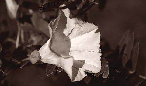 Framed White Flower Bloom Black And White I Print