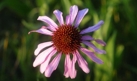 Framed Shades Of Nature Lavender And Red Bloom II Print