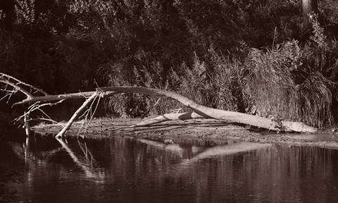 Framed Lake And Fallen Tree Reflection Print