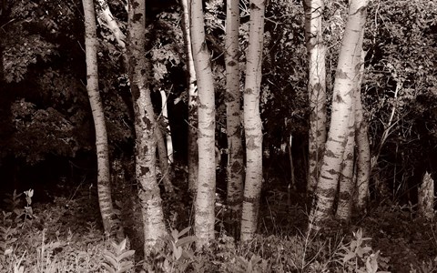 Framed Birch In Woods Black And White Print