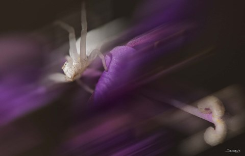 Framed Natural Motif IV Print