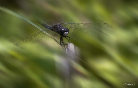 Framed Natural Motif VI Print