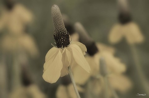 Framed White Flower In Field Closeup I Print