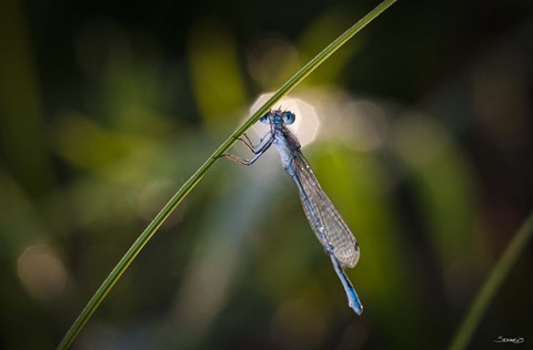 Framed Turquoise Dragonfly On Blade Print