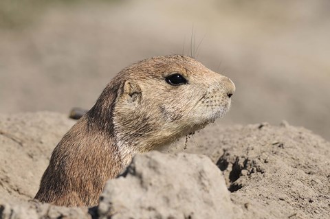Framed Hidden Critter In The Rock Print