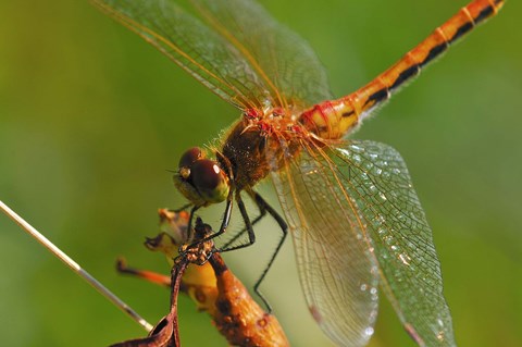 Framed Red Dragonfly Perched Print