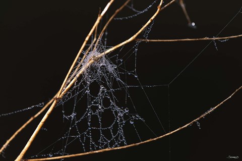 Framed Spider Web Covered In Dew Print