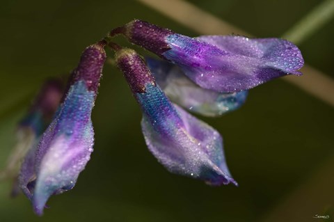 Framed Purple And Blue Flower Buds Closeup Print