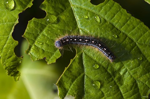 Framed Catepillar And Broken Leaf Print