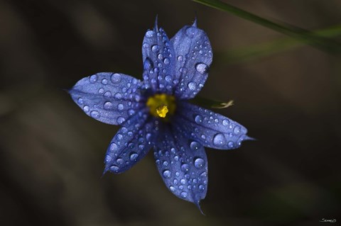 Framed Blue Wildflower With Dew Print