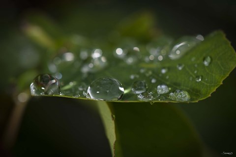 Framed Drops Of Rain On Leaf Closeup II Print