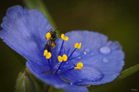 Framed Bee On Blue Flower Print