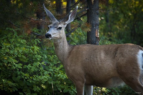 Framed Wildlife In Teton Print