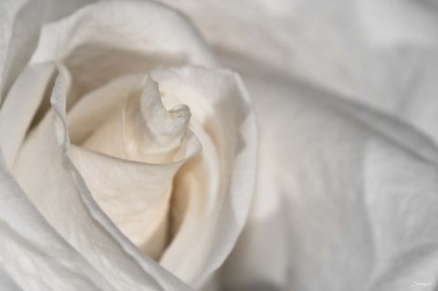 Framed White Rose Closeup Print