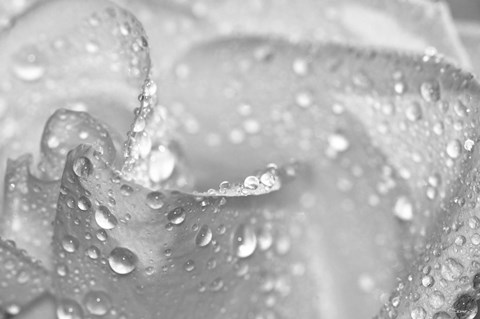 Framed White Rose Closeup Black And White Print