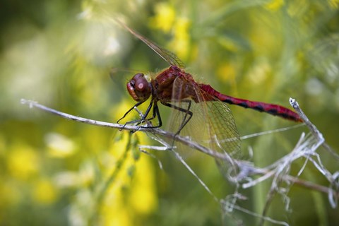 Framed Red Dragonfly On White Stem Print
