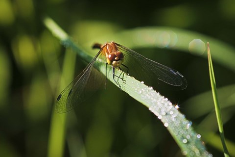 Framed Orange Dragonfly On Green Stem Print