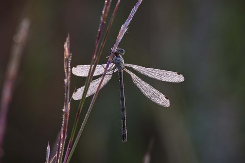 Framed Dragonfly And Magenta Stems Print