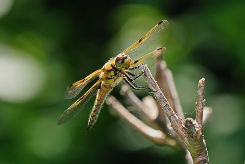 Framed Orange Dragonfly On White Branch I Print