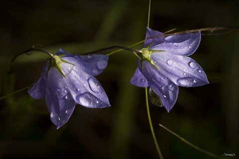 Framed Drops Of Rain On Purple Wildflowers Print