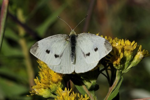 Framed Yellow Flower And White Moth Print