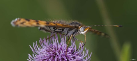 Framed Orange Insect On Purple Flower Print