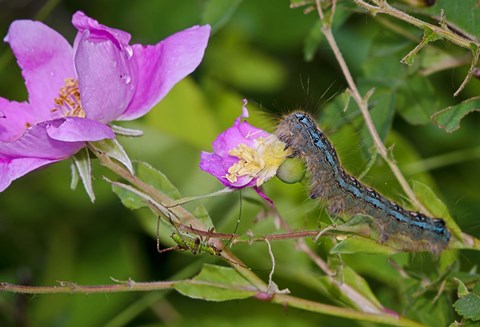 Framed Blue Caterpillar On Magenta Flower Print