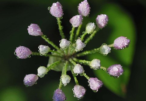 Framed Purple Flower Buds With Dew Print
